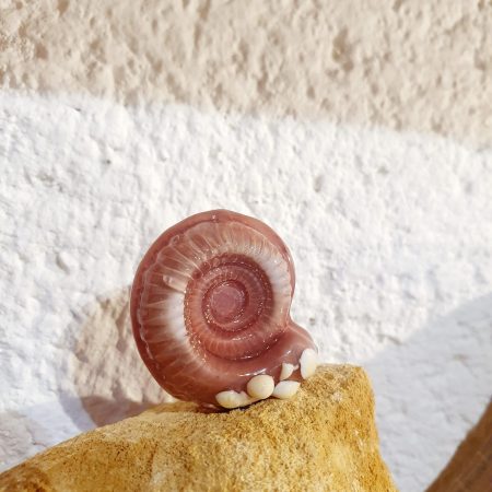 fossile-en-verre-de-murano-ammonites-geopark-beaujolais-pierres-dorees